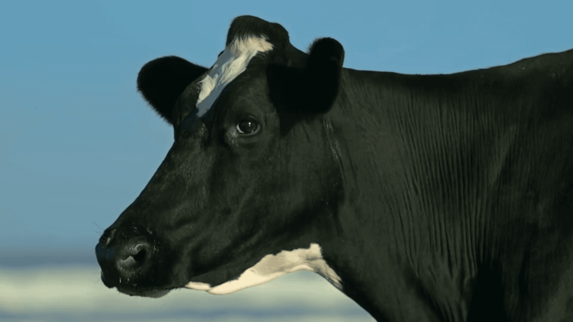A black and white cow against a clear blue sky